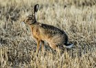 2) Gordon Rodgers Brown Hare